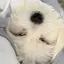 よしのプロフィール画像