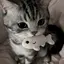 にゃんころりのプロフィール画像