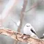 シマエナガのプロフィール画像