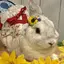 さくらもちのプロフィール画像