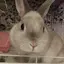みどりのプロフィール画像