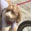 piのプロフィール画像