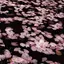 楓のプロフィール画像