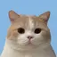 おにゃんこのプロフィール画像