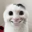 マカロンネキのプロフィール画像