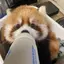 あめのプロフィール画像