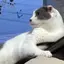 Ayaのプロフィール画像