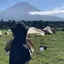 榛香のプロフィール画像
