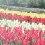 レイナのプロフィール画像