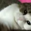 どらのプロフィール画像