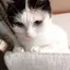aoyagiのプロフィール画像