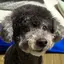 ねねのプロフィール画像