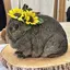 Yのプロフィール画像