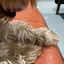 🐶のプロフィール画像