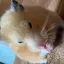 マロのプロフィール画像