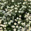 springのプロフィール画像