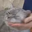 りんこのプロフィール画像