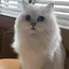Ｓのプロフィール画像