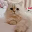 もこゆきのプロフィール画像