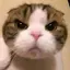 まほのプロフィール画像