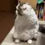 reikaのプロフィール画像