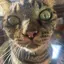 SHUのプロフィール画像