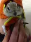なちゅのプロフィール画像
