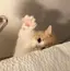 ♡のプロフィール画像