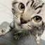 つのプロフィール画像