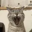 miのプロフィール画像