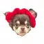 ほたのプロフィール画像