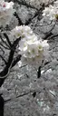 ひつじのプロフィール画像