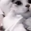 ฅ•ω•ฅのプロフィール画像