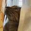 きのプロフィール画像