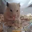 ゆのプロフィール画像
