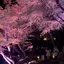 ぽむのプロフィール画像