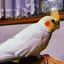 えりのプロフィール画像