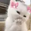 きゃんなのプロフィール画像