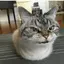 ひなれんのプロフィール画像