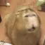 Cのプロフィール画像
