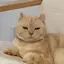 noaのプロフィール画像