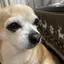 ショウムのプロフィール画像
