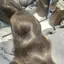 桜のプロフィール画像
