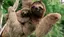 ナマケモノのプロフィール画像