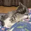 ♡のプロフィール画像