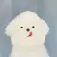 わんのプロフィール画像