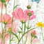 skymiiのプロフィール画像