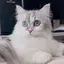 いのるちゃんのプロフィール画像