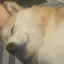 桃のプロフィール画像