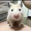 しのはらのプロフィール画像